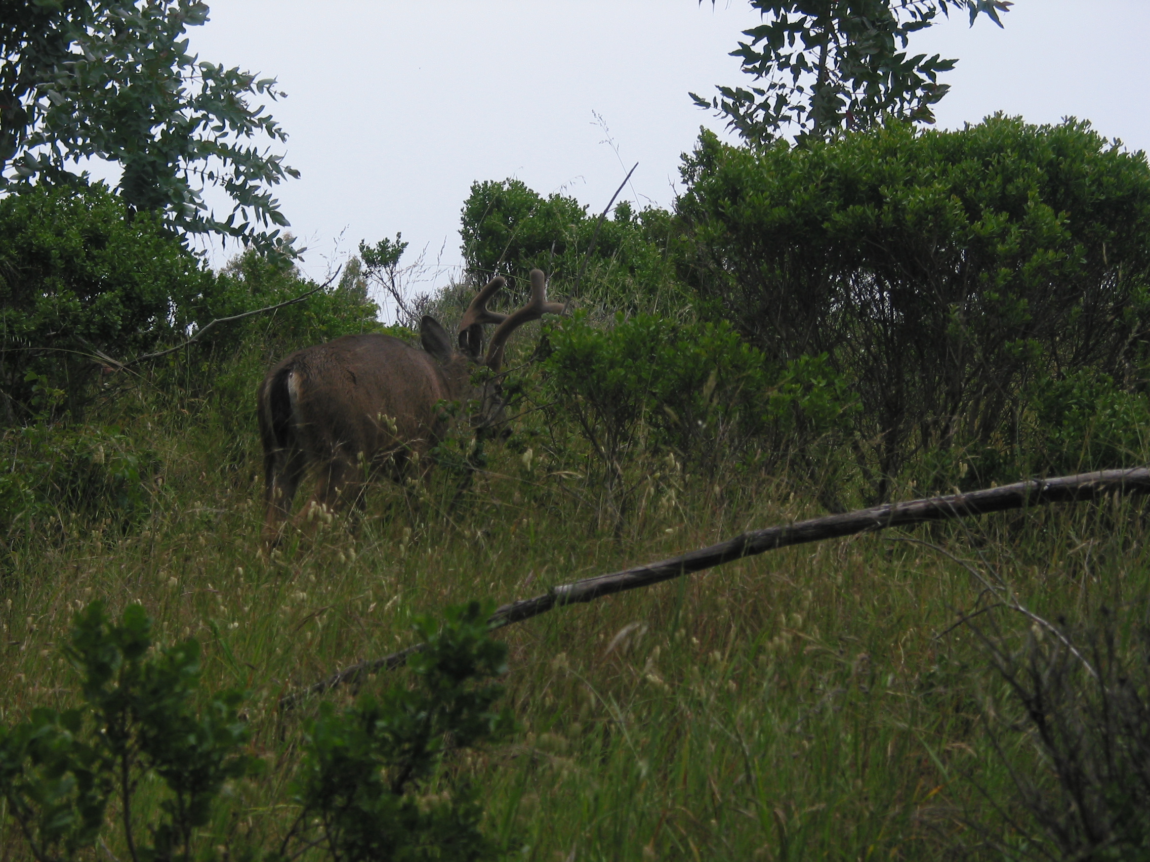 deer we almost ran into