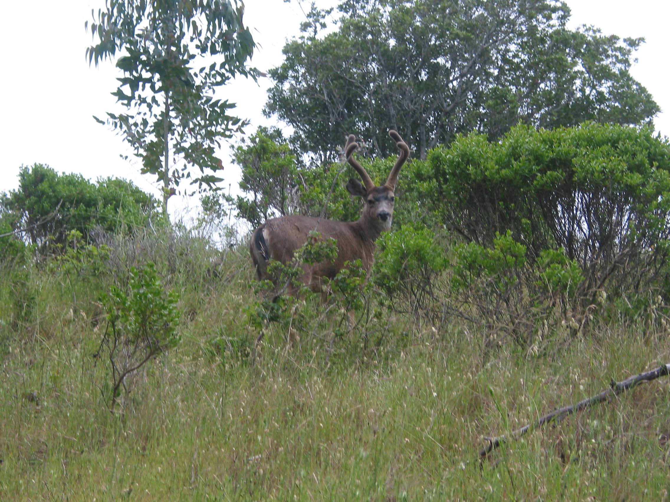 deer we almost ran into