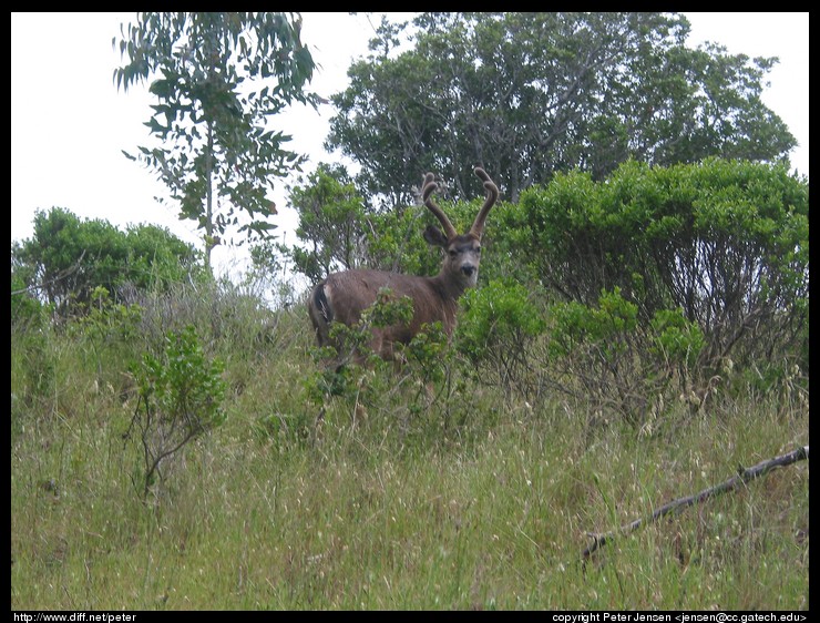 deer we almost ran into