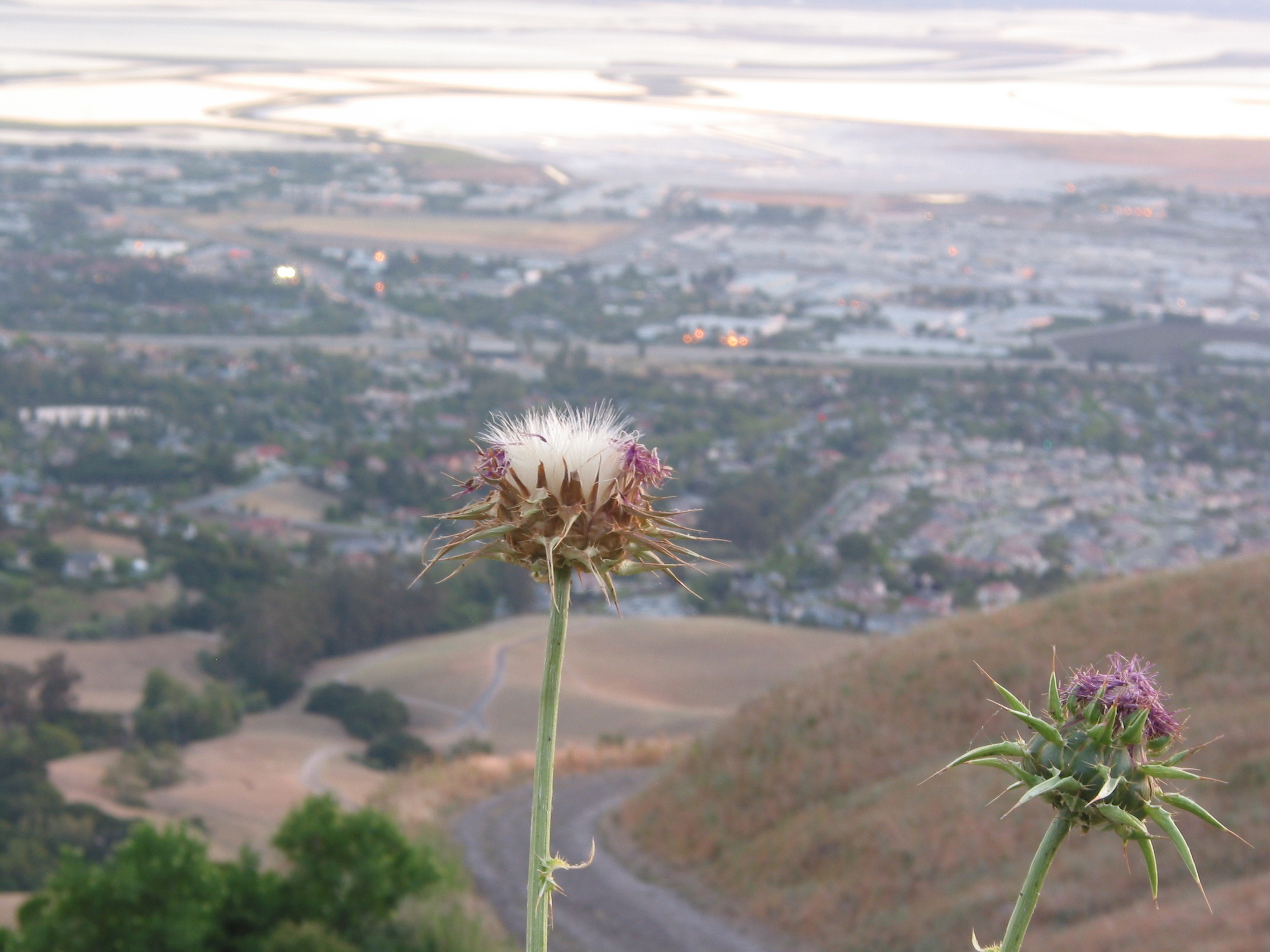 thistle