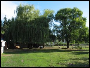 looks like a weeping willow