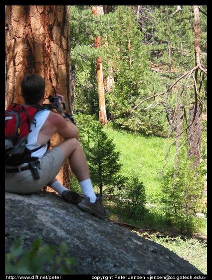 videotaping the bears