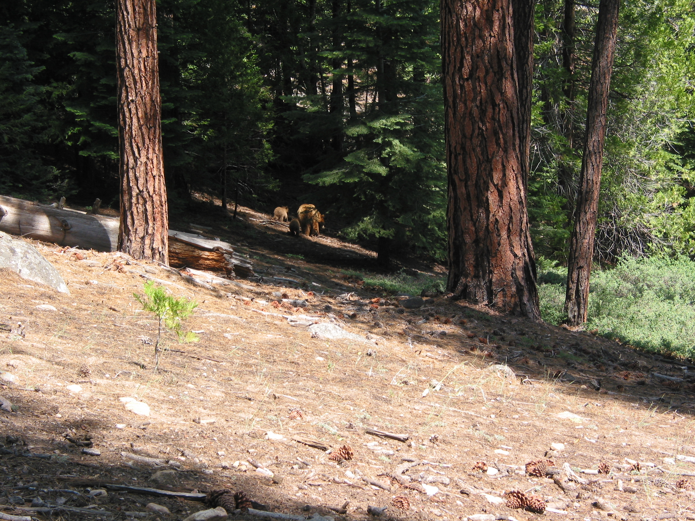 bears heading away