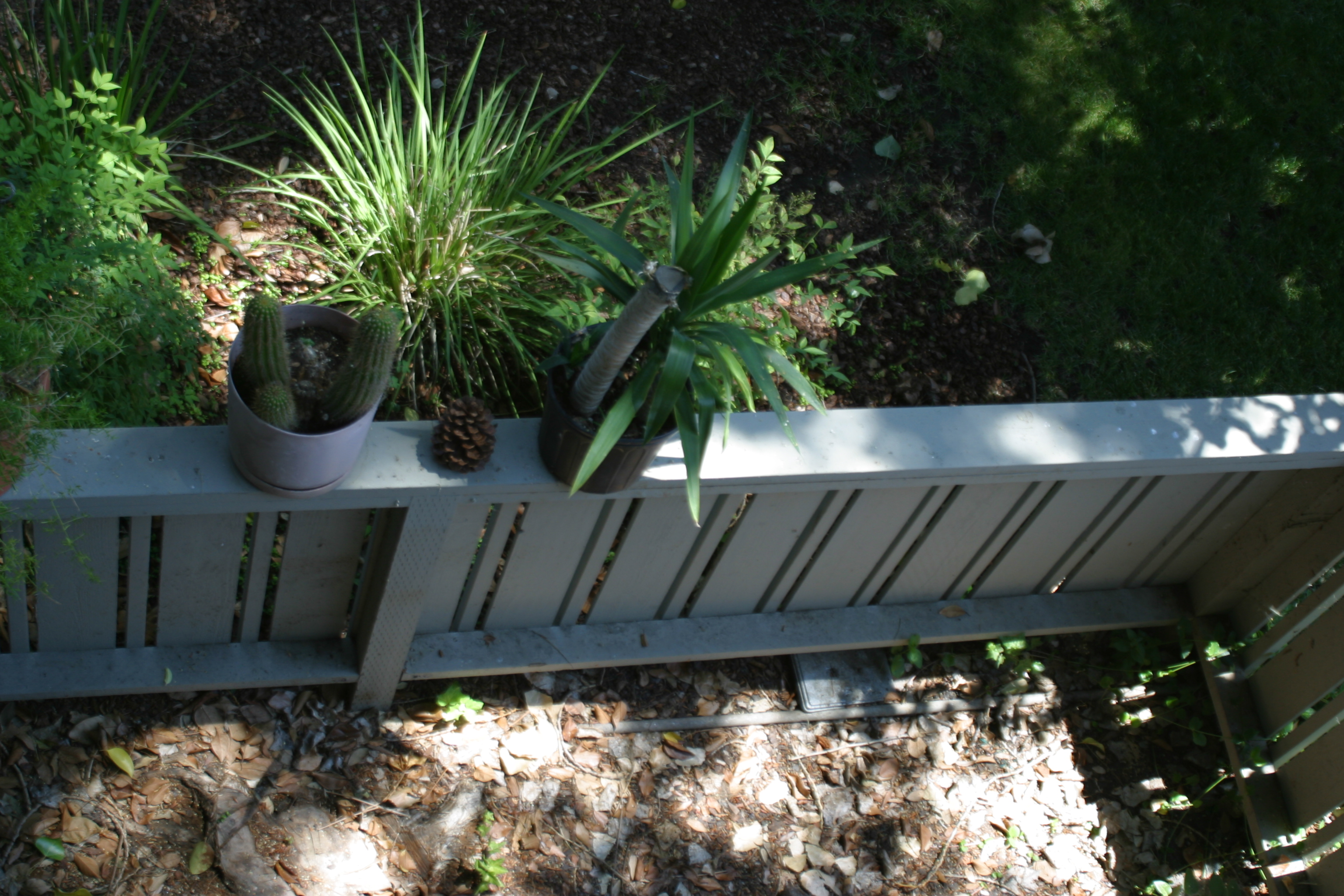 our neighbor's cacti