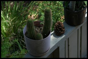 neighboring cacti