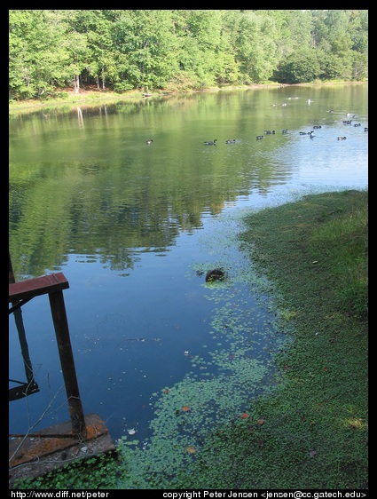 pond with waterfowl