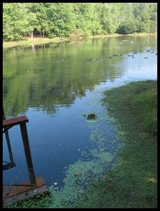 pond with waterfowl