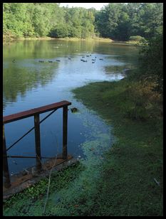 pond with waterfowl