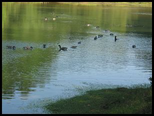 waterfowl