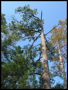 neat tree