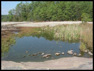 vernal pool