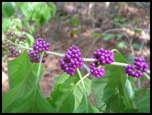 berries