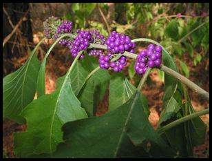 berries