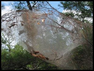 neat web