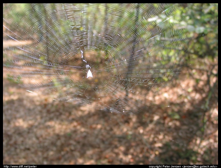 neat web