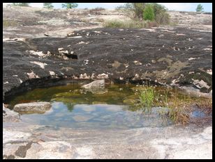 vernal pool