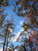 neat trees