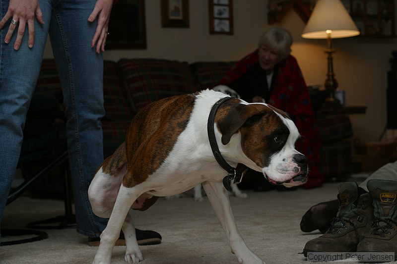 Bandit, the 3-legged wonder