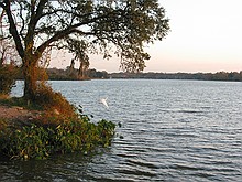 bird in flight