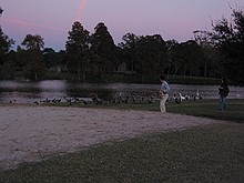 feeding the birds