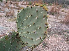 cacti