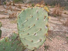 cacti with fill-flash