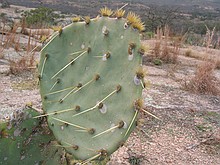 cacti with more fill-flash