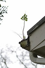 unusual place for a tree to grow