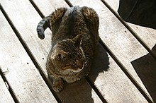 couple of random pictures of Bubba, one of our cats, who found a sunbeam the other day