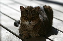 couple of random pictures of Bubba, one of our cats, who found a sunbeam the other day