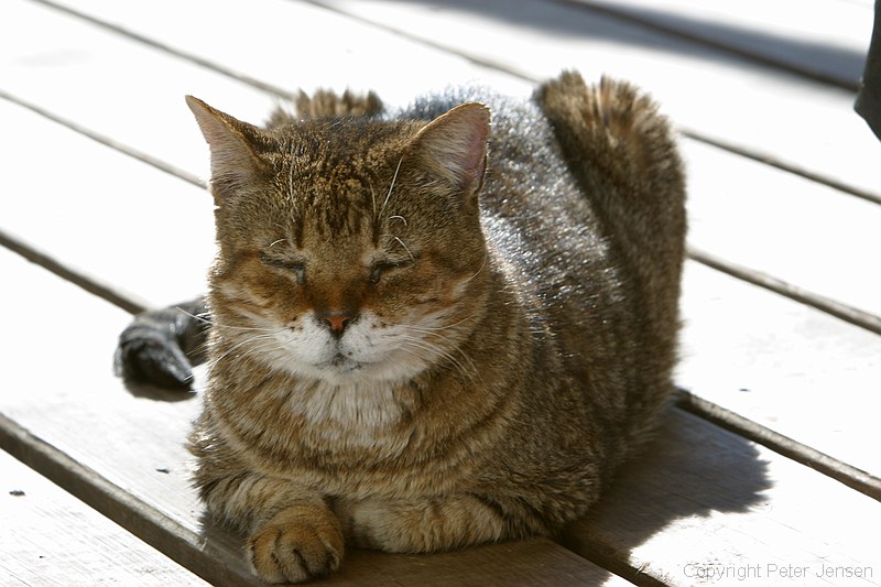 couple of random pictures of Bubba, one of our cats, who found a sunbeam the other day