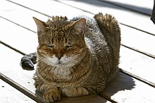 couple of random pictures of Bubba, one of our cats, who found a sunbeam the other day