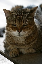 couple of random pictures of Bubba, one of our cats, who found a sunbeam the other day