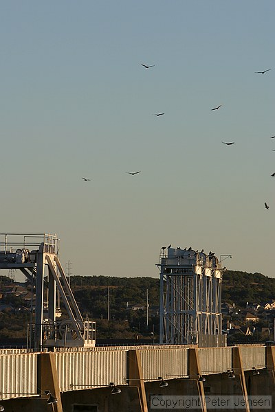 it won't be terrorists that take this dam down -- it'll be the birds