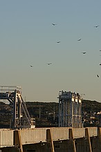 it won't be terrorists that take this dam down -- it'll be the birds