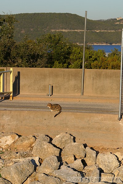 random feline at the dam