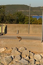 random feline at the dam