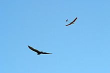 similar wingspans