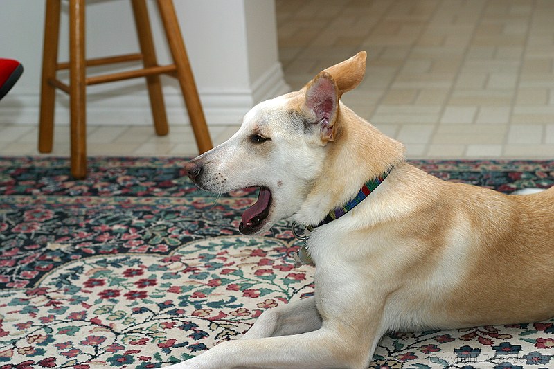 yawning