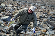 Buddy making a short retrieve of his Red Herring