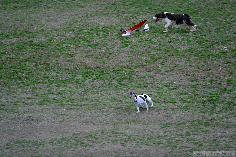 Kip's Elfi and the occasional neighborhood dog in pursuit