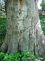 writing on the tree