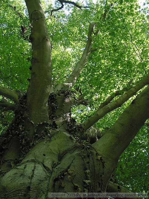 view up the tree