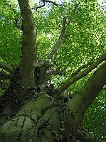 view up the tree