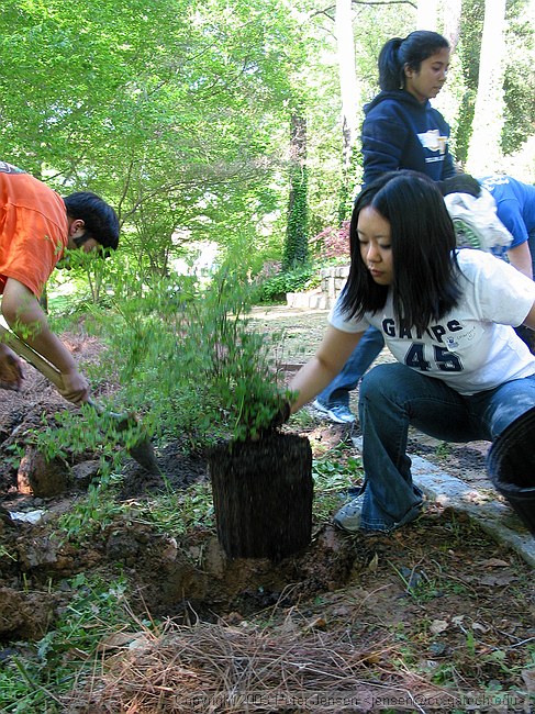 planting