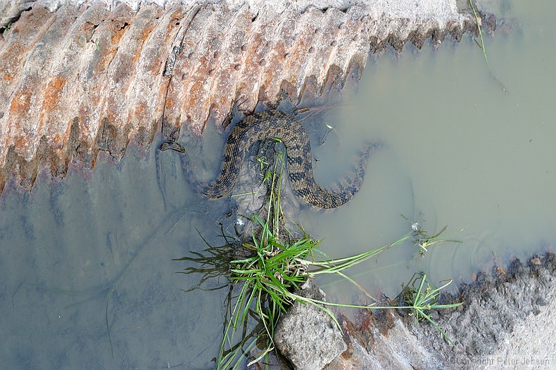 Diamond-Back Watersnake