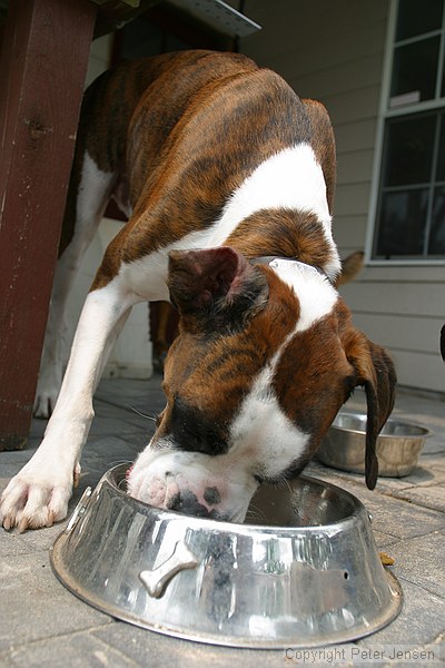 Bandit eating