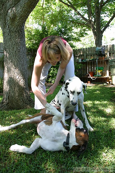 Callie attempting to get Bandit and Cooper to pose