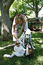 Callie attempting to get Bandit and Cooper to pose