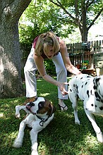 Callie attempting to get Bandit and Cooper to pose